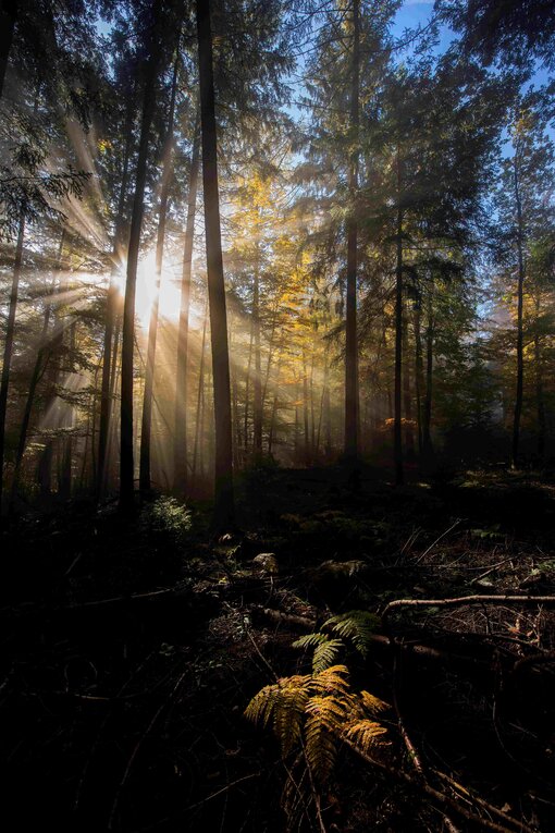Sun rays in the morning fog in Germany © Daniel Rosengren / FZS