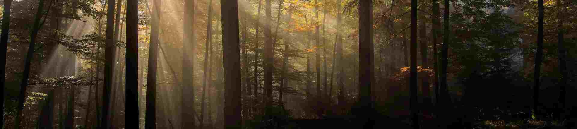 Sun rays in the morning fog in Germany © Daniel Rosengren / FZS