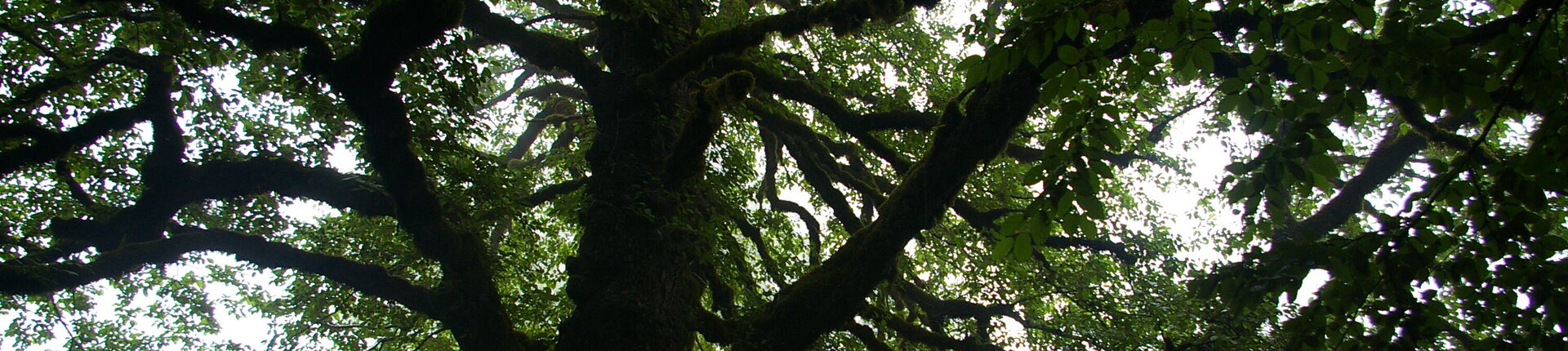 Hyrkanischer Wald (Photo: Jonathan Etzold)