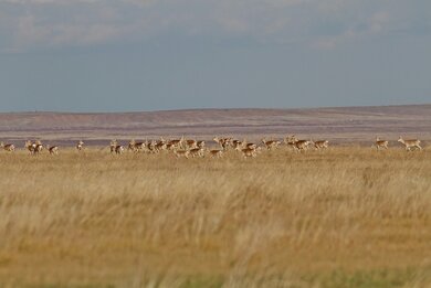 Gazellen in der ostmongolischen Steppe (c) Gankhuyag Purev-Ochir