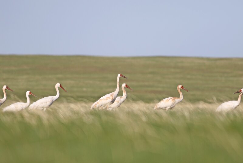 Siberian Crane (c) Amarkhuu Gungaa