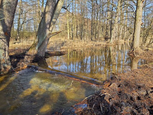 Das ablaufende Wasser aus dem Polsensee muss nun eine Sohlschwelle überwinden. Foto: C. Barnick/ Michael Succow Stiftung