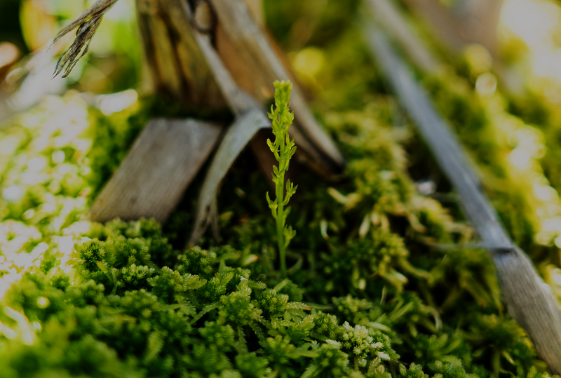© Bulgarian Biodiversity Foundation (BBF)