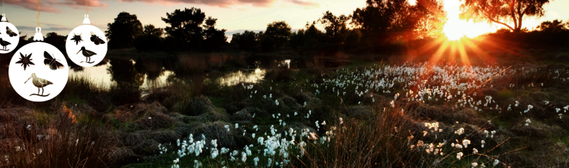 Banner Moor mit Wollgras im Sonnenuntergang