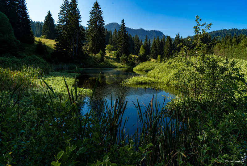 © Bulgarian Biodiversity Foundation (BBF)