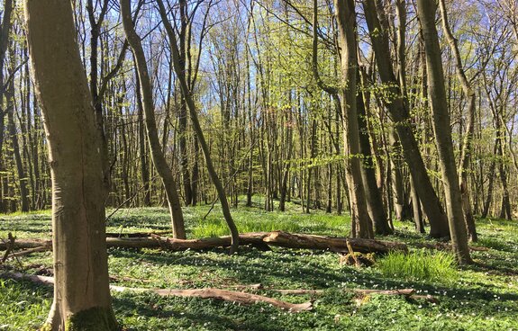 ALPHAZIRKEL – Das Forum für Familienunternehmer: Podiumsdiskussion zu Klimawandel, Regenwald, Wald und Biodiversität