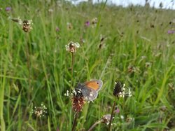 Kleines Wiesenvögelchen (Foto: N. Scheebaum)