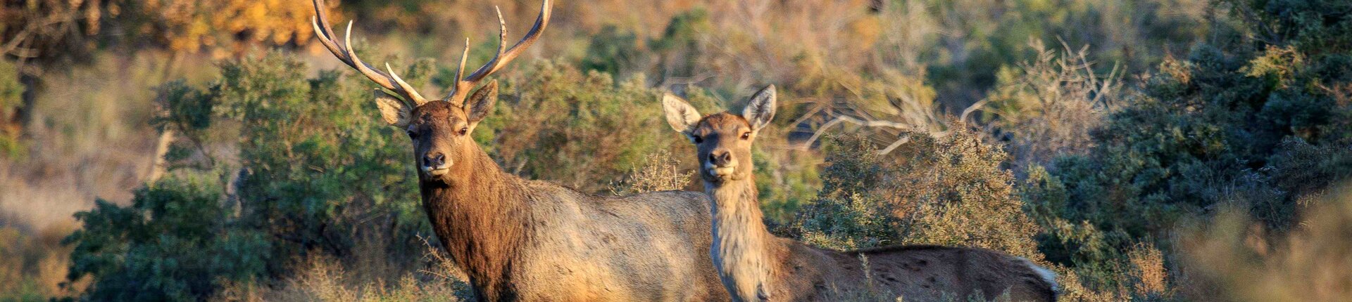 Bukhara deer; Photo: Tursunov Shukhrat Bukhara deer; Photo: Tursunov Shukhrat