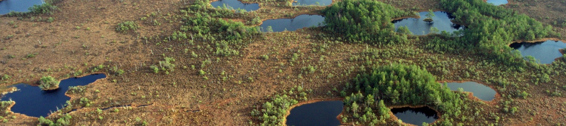 Aukstumala peatland in Lithuania (Photo: Marijus Sandaras)