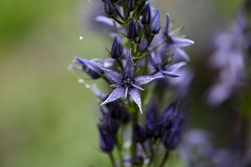 Der vom Aussterben bedrohte Blaue Tarant (Swertia perennis) wird aufgrund seiner filigranen, blau bis violetten Blüten auch „Blauer Sumpfstern“ genannt.