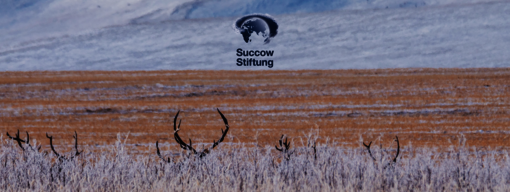 Rotwild in der ostmongolischen Steppe. Foto: Oleg Kugaev