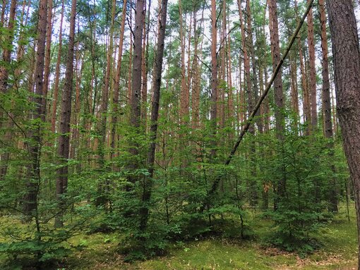 Kiefernforst im Bollwintal. Foto: Michael Succow Stiftung