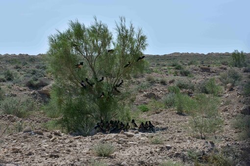 In der Wüste ist es nicht leicht, Schatten zu finden. Hier versteckt sich ein Schwarm an Rosenstaren im Halbschatten des Schwarzen Saxaul. Ort: Usbekistan / Foto: M. Gritsina