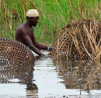 Papyrus Wetlands, Lake Victoria. Photo: Ecofinder, 2026