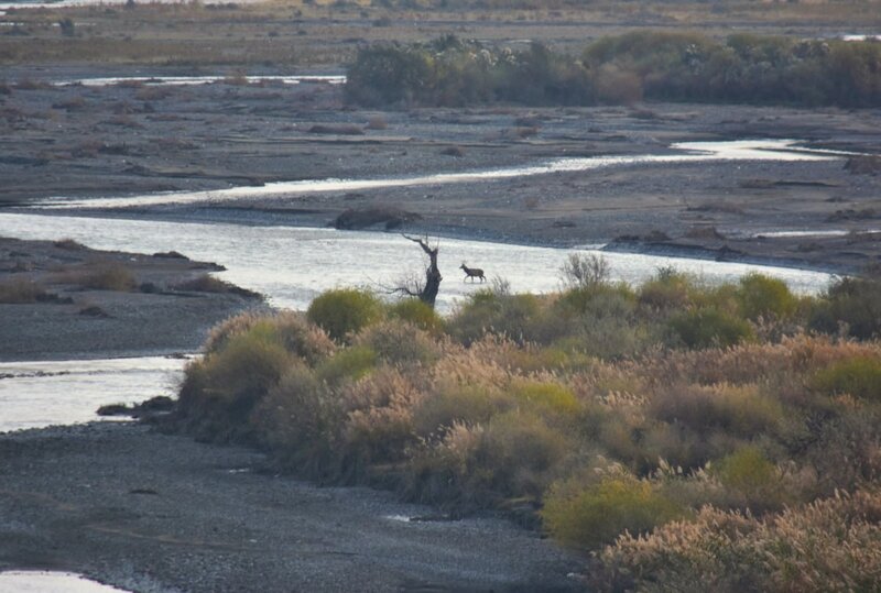 Ein Buchara-Hirsch durchquert den Zarafshan-Fluss. Foto: M. Gritsina