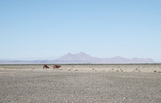 Aktuell unterstützt die Succow Stiftung die Nominierung der riesigen ostmongolischen Steppen und der Wüste Gobi. Foto: J. Wunderlich/ Michael Succow Stiftung