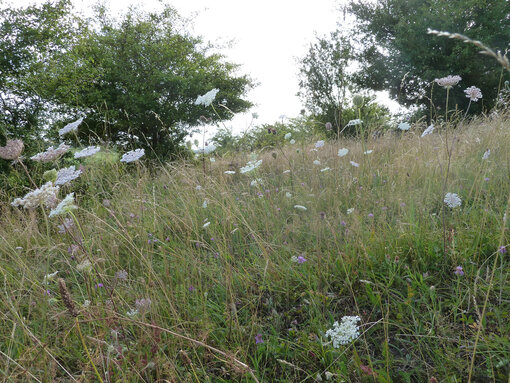 Durch lange Beweidungspausen, gerade auch während der Vegetationsperiode, kann sich die kräuterreiche Vegetation auf der Halbinsel Melow gut entwickeln und führt zu blütenbunten Wiesen- bzw. Weidegesellschaften. Foto: C. Barnick / Michael Succow Stiftung