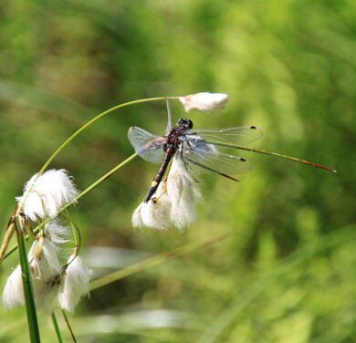 eine Libelle sitzt auf dem Fruchstand des Scheidigen Wollgrases im Deviner Moor