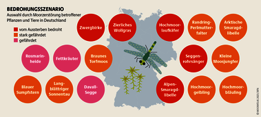 Habitat für Spezialisten: Um in Mooren wachsen und leben zu können, brauchen Pfl anzen und Tiere enorme Anpassungsfähigkeit. Quelle: Mooratlas Böll/BUND/Succow-Stiftung