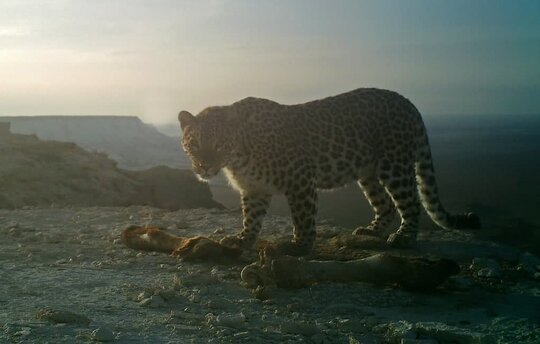 A Persian leopard in the camera trap (c) Michael Succow Foundation