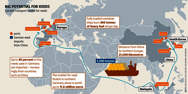 Rather than shipping reeds halfway round the world, they can be grown more cheaply and sustainably in Europe using paludiculture. Source: Peatland atlas Böll/BUND/Succow-Stiftung