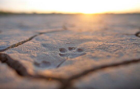 Cold winter deserts are home for many species, which are not easy to see for the first glance. Sometimes you need to look very closely to find the traces of species. Photo: O. Kugaev