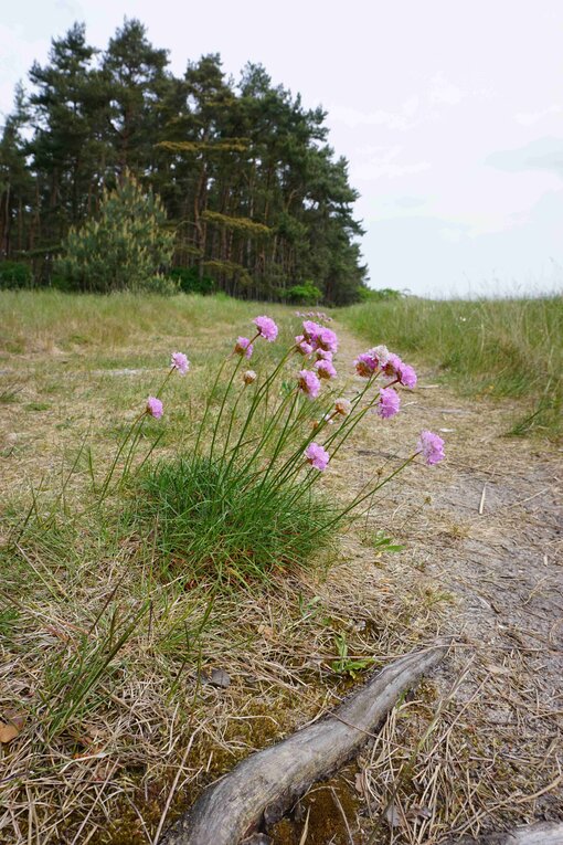 Die Vorkommen der einst häufigen Strand-Grasnelke gingen an der Ostseeküste in den letzten Jahren stark zurück. Die salztolerante Pflanze steht mittlerweile auf der Roten Liste. Am Palmer Ort wächst sie noch. Foto: Michael Succow Stiftung