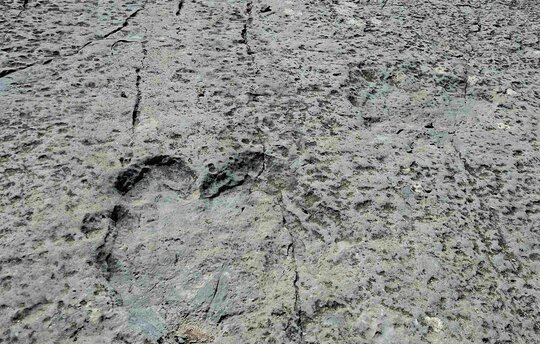 Dinosaurierspuren – 150 Millionen Jahre alt!  © Christian Welscher | Succow Stiftung