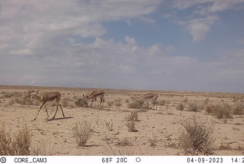 © Southern Ustyurt National Park © Southern Ustyurt National Park