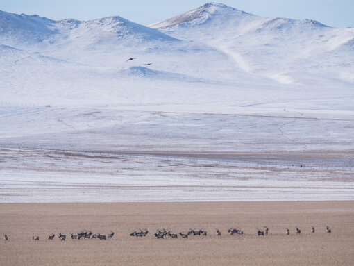 Einzigartige Landschaft der Ostmongolischen Steppen (c) Oleg Kugaev