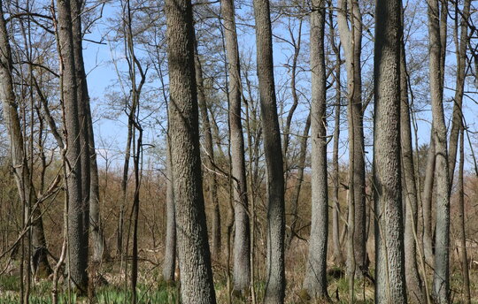 Erlenbruchwald im Bollwintal. Foto: Michael Succow Stiftung