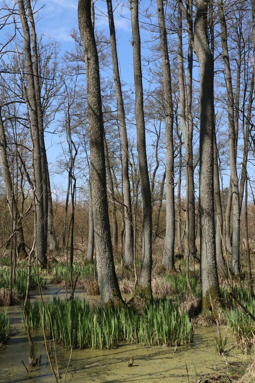 Erlenbruchwald im Bollwintal. Foto: Michael Succow Stiftung