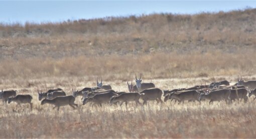 More than 10,000 saiga antelopes were counted.