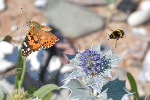 Schmetterling und Hummel im Anflug. Foto: Katrin Kunkel