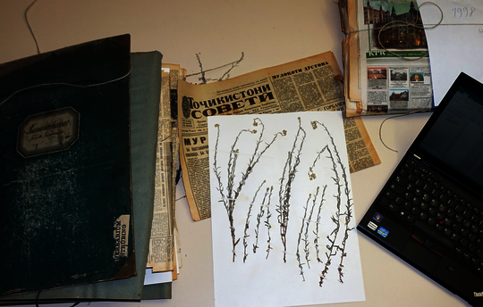 Care is already required in the preparation of good herbarium specimens. The plants are placed in newspapers for pressing and separated in clip folders. At the same time, data is entered on the computer. © J. Wunderlich/ Michael Succow Foundation