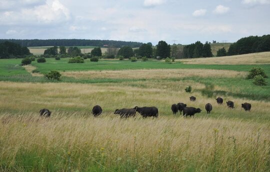 Schon in einer Form der Paludikultur: Sernitzflächen mit weidenden Wasserbüffeln (Foto: B. Herold)