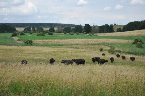 Schon in einer Form der Paludikultur: Sernitzflächen mit weidenden Wasserbüffeln (Foto: B. Herold)