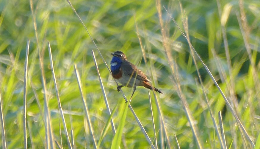 Blaukehlchen Foto: Naturschutzstation Insel Koos