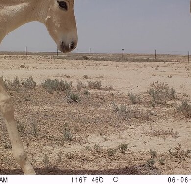 Asiatische Wildesel (c) Southern Ustyurt National Park