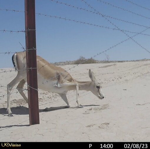 Überquerungsversuch einer Kropfgazelle am angepassten Grenzzaun © BRCC/ACBK 
