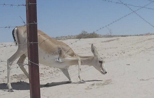 Überquerungsversuch einer Kropfgazelle am angepassten Grenzzaun © BRCC/ACBK 