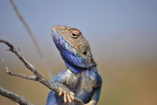 Die Steppenagame kann als das „Chamäleon der asiatischen Ebenen“ bezeichnet werden – ihre Farbe variiert je nach Außentemperatur und Stimmungslage. Usbekistan (c) T. Abduraupov