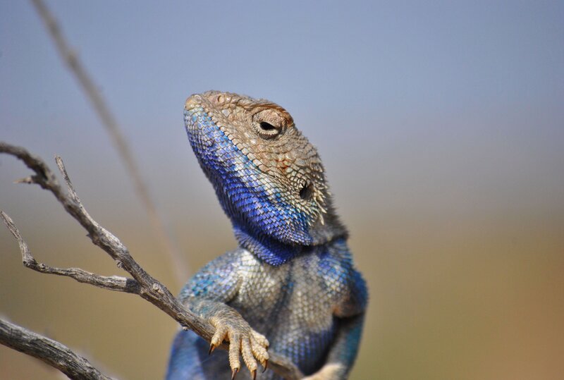 The steppe dragon can be the "chameleon of the Asian plains" - its colour varies its colour varies according to the outside temperature and the temperature and mood. This adult male has climbed a bush to guard his territory. Photo: T. Abduraupov