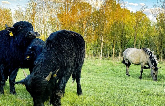 "Gesundung unserer historisch gewachsenen Kulturlandschaft" - Vortrag von Michael Succow in Dessau