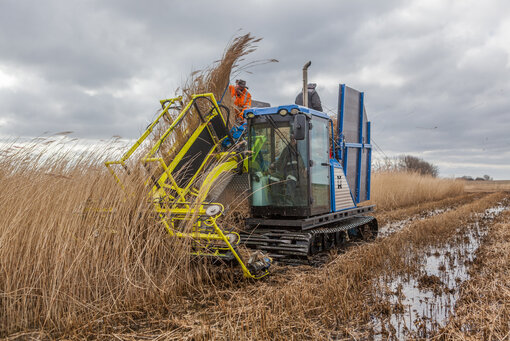 Schilfernte im Moor: Paludi-Biomasse für z.B. Verpackungen oder Bau- und Dämmstoffe (Foto: Tobias Dahms)