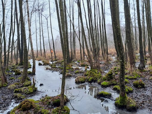 Drückjagd im neu entstandenen Eigenjagdbezirk.