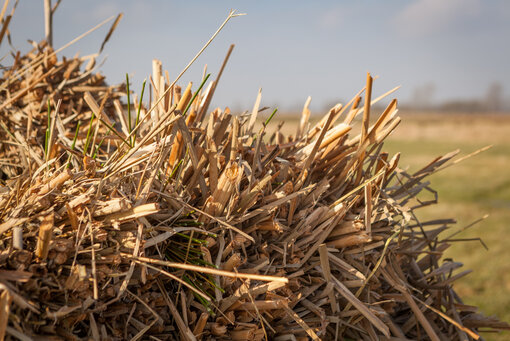 Harvested Typha in a bale (Foto: T. Dahms)