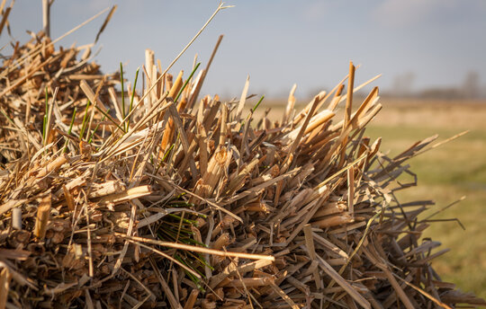 Harvested Typha in a bale (Foto: T. Dahms)
