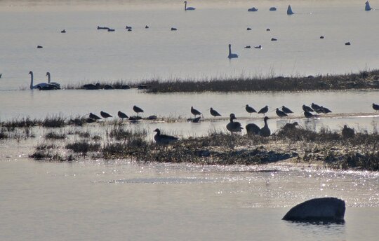 Wasservogelzählung auf Insel Koos (Foto: N. Seifert)