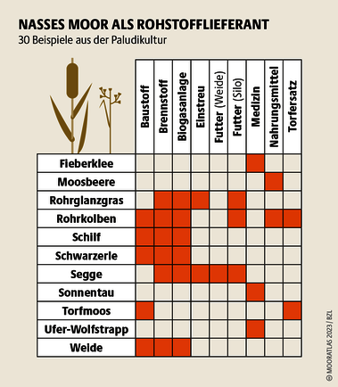 Rund 20 Paludikultur-Pflanzen sind ökonomisch besonders interessant. Zum Beispiel Fieberklee: Er hilft als Medizin gegen Leberleiden. Quelle: Mooratlas Böll/BUND/Succow-Stiftung